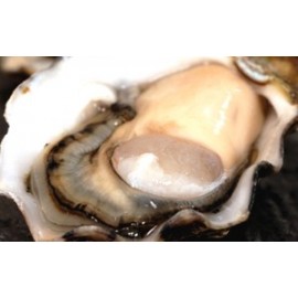 美國珍珠蠔 American Pearl Oyster Mx12隻